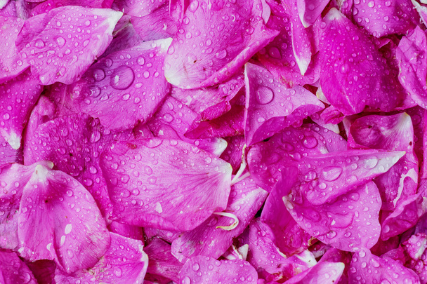 Rose tea rose petals scattered field as a solid background - Foto, Imagem