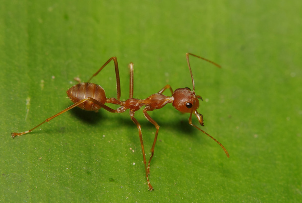 Petite fourmi sur feuille verte et arbre
 - Photo, image