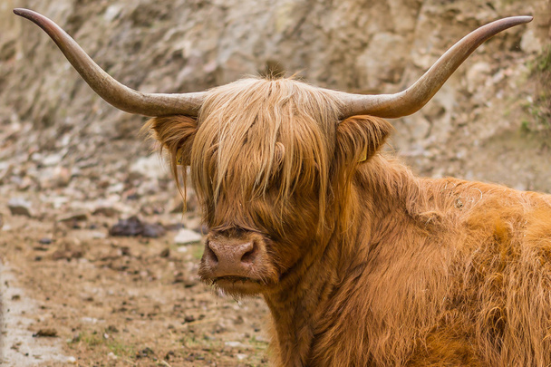 Шотландский горец на ферме
 - Фото, изображение