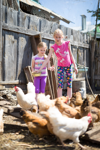 children fed chickens - 写真・画像
