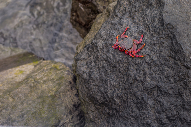 Crab on a rock - Photo, Image