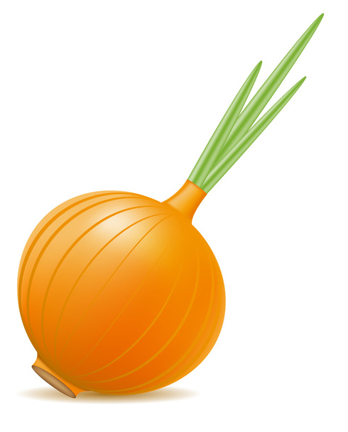 Onion vector illustration - Vektori, kuva