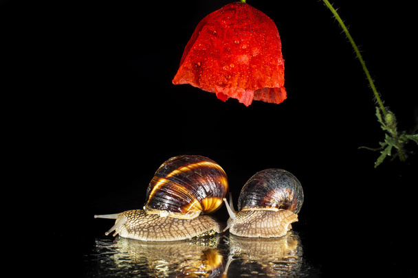 Ślimaki i kwiat maku  - Zdjęcie, obraz