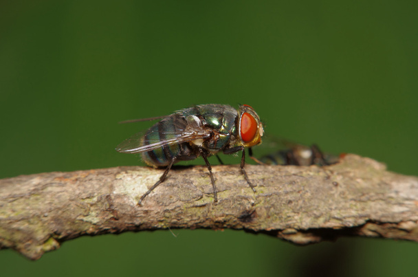 Insetto mosca nel giardino verde
 - Foto, immagini