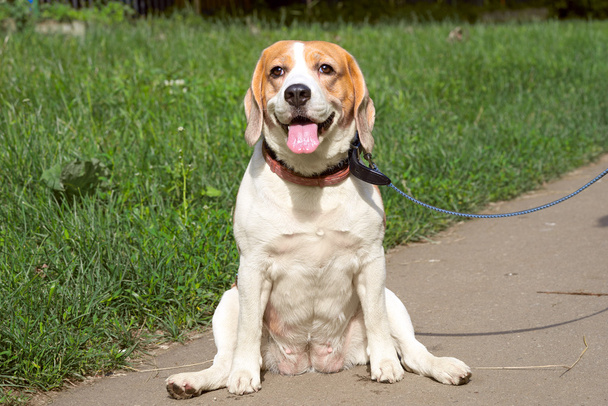 Gyönyörű fajtiszta beagle kutya ül a javítás - Fotó, kép