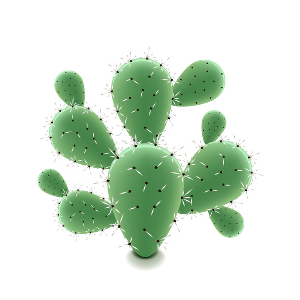 Cactus de pera espinosa aislado en vector blanco
 - Vector, imagen