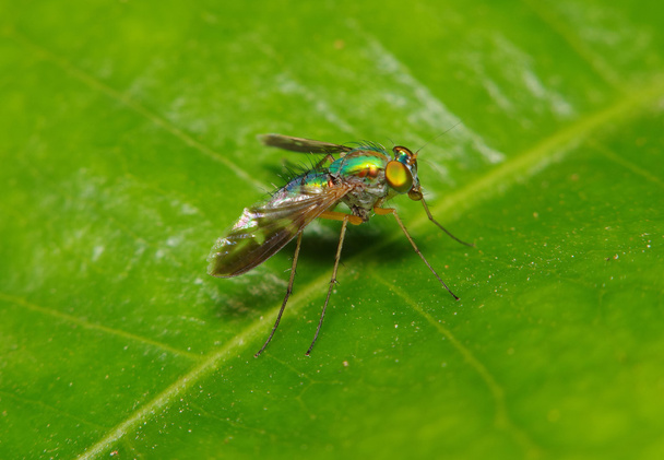 Fly hmyz v zelené zahradě - Fotografie, Obrázek