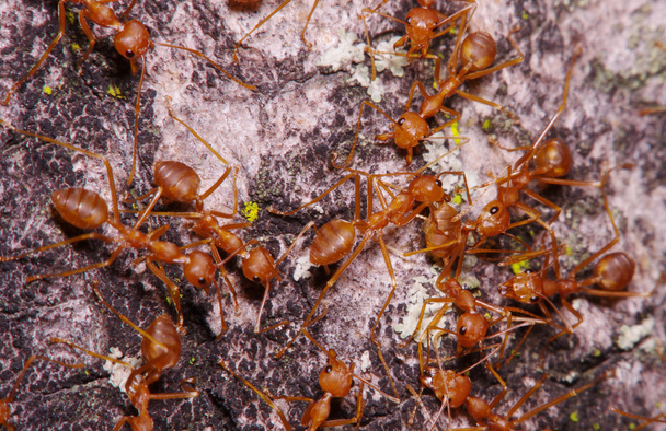 Petite fourmi sur feuille verte et arbre
 - Photo, image
