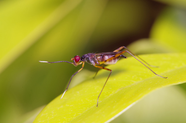 Mosca insecto en el jardín verde
 - Foto, Imagen