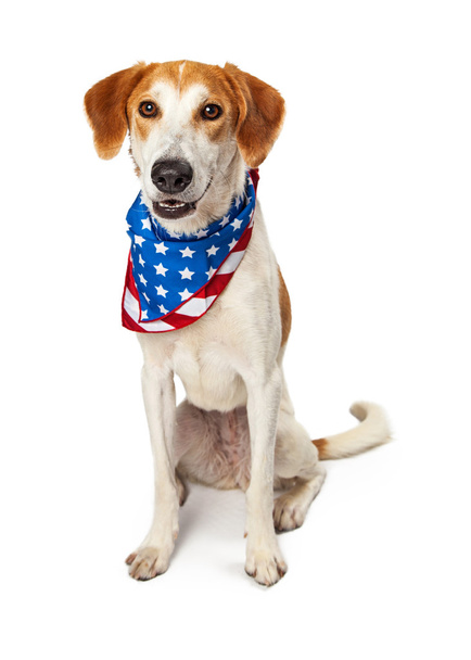 Cane patriottico americano con banner
 - Foto, immagini