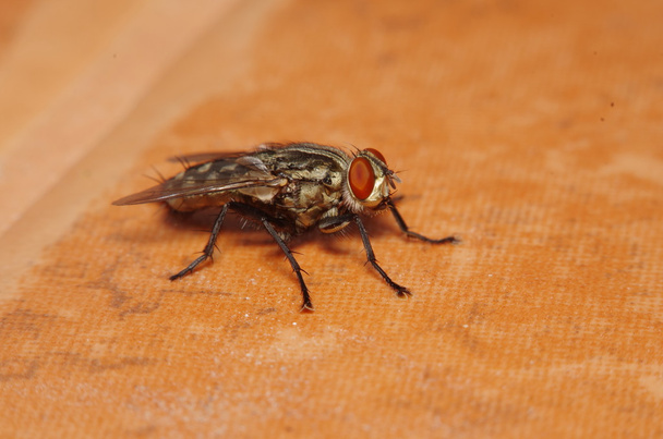 Insetto mosca nel giardino verde
 - Foto, immagini