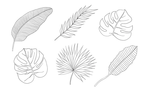 Zestaw liście różnych gatunków drzew palmowych. - Wektor, obraz