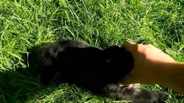 手で雑種の子犬を再生 - 映像、動画