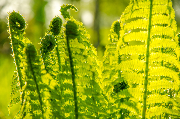 fern growing in the summer forest. - Фото, изображение