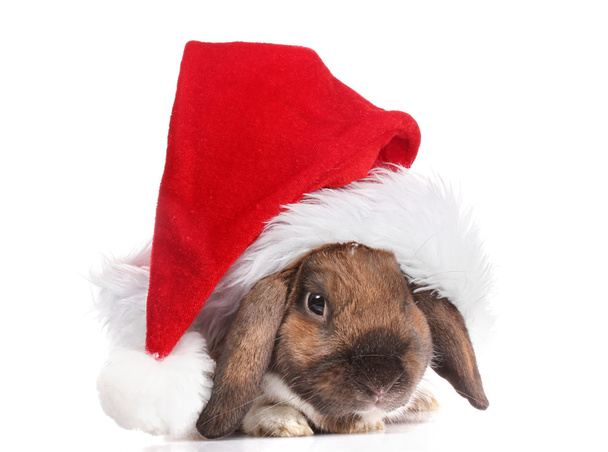 Lop-eared rabbit in cap of Santa Claus isolated on white - Foto, imagen