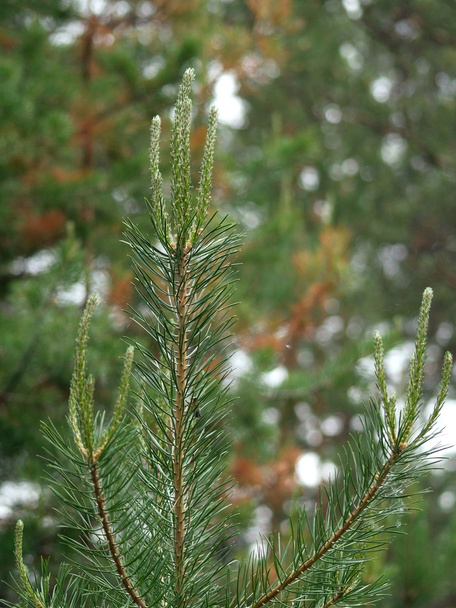Brotes jóvenes de Pinus sylvestris (Yakutia
) - Foto, Imagen