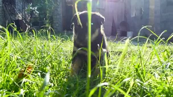 korcs kutya, a fű - Felvétel, videó