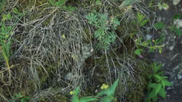 Close up of rare vegetation on the rock - Filmagem, Vídeo