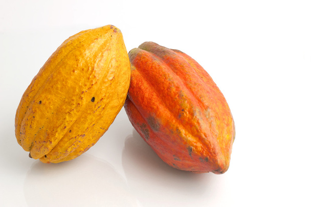 Frutos de cacao
 - Foto, Imagen