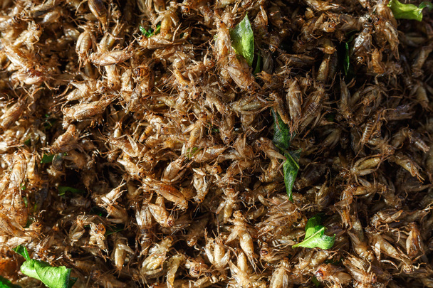 tasty fried insects - Photo, Image