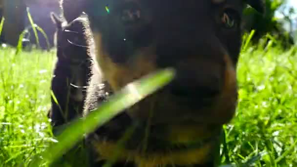 mongrel cucciolo su erba
 - Filmati, video
