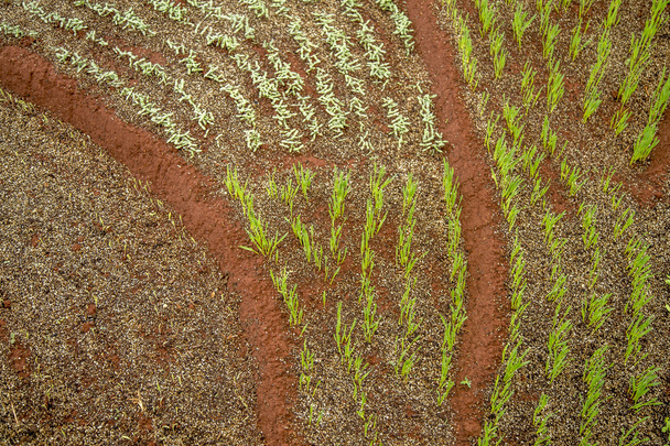 crop plot bud - Photo, Image