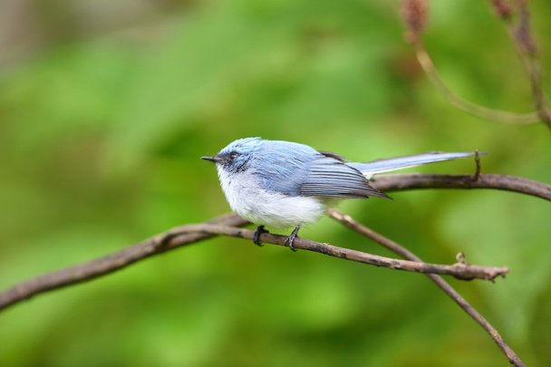 Bílé sledoval modré flycatcher (Elminia albicauda) v národním parku Vulkán, Rwanda - Fotografie, Obrázek