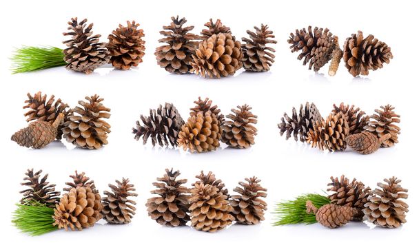 Pine cones isolated on white background - Photo, Image