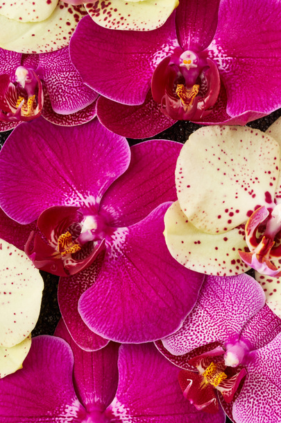 Flores de orquídea púrpura
 - Foto, imagen