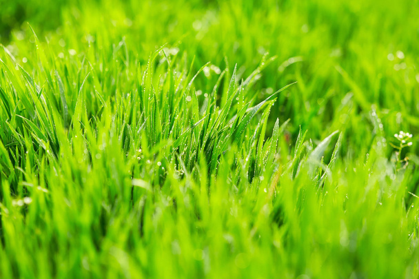 Yeşil Çimen Arkaplanı - Fotoğraf, Görsel