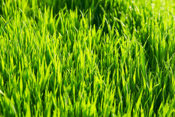 Fondo de hierba verde - Foto, imagen