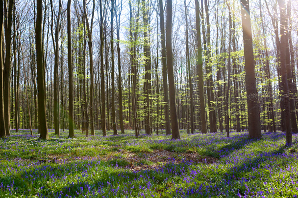 Όμορφο δάσος με μπλε άγριο ζουμπούλια - Φωτογραφία, εικόνα