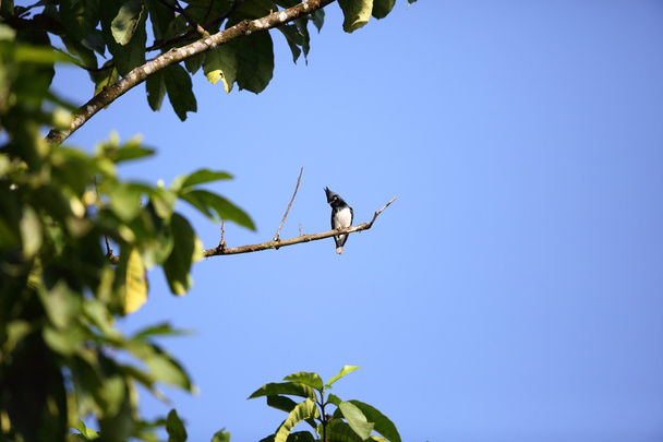 Μαύρο και άσπρο shrike-flycatcher (μεροληψία musicus) στο εθνικό πάρκο Kibale, Ουγκάντα - Φωτογραφία, εικόνα