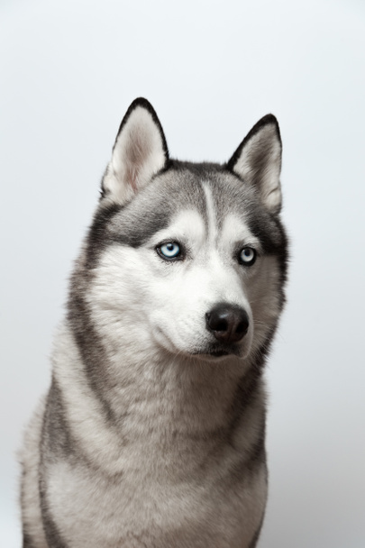 Adorable blanco y negro con ojos azules Husky. sobre fondo gris. Enfocado en el ojo
 - Foto, Imagen
