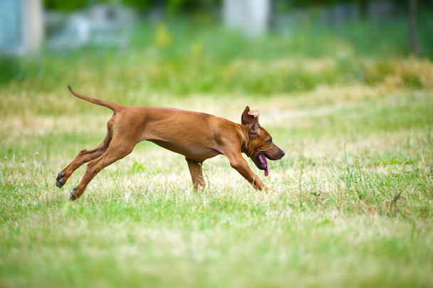 Beautiful dog rhodesian ridgeback puppy outdoors - 写真・画像