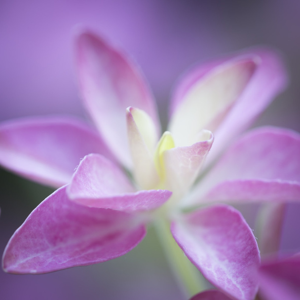 Květ hortenzie, typu "ty a já romance" - Fotografie, Obrázek