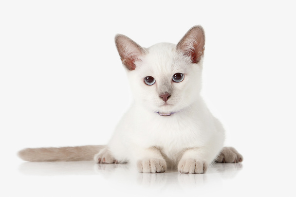 Kitten. Thai cat on white background - Foto, afbeelding