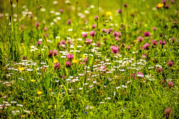 łąka z dużą ilością kolorowych kwiatów - Zdjęcie, obraz