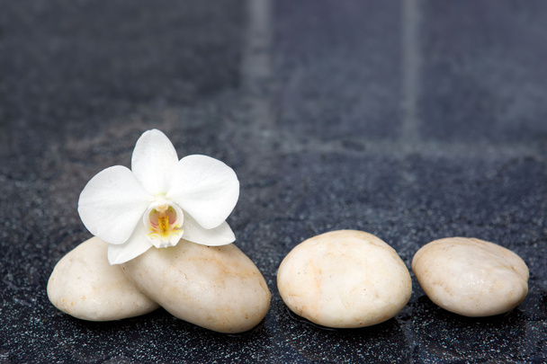 Одинарні орхідеї та білі камені
. - Фото, зображення