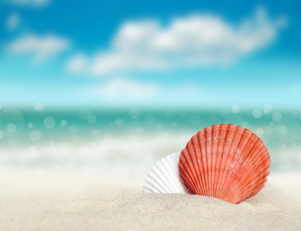 muszla morska na piaszczystej plaży - Zdjęcie, obraz