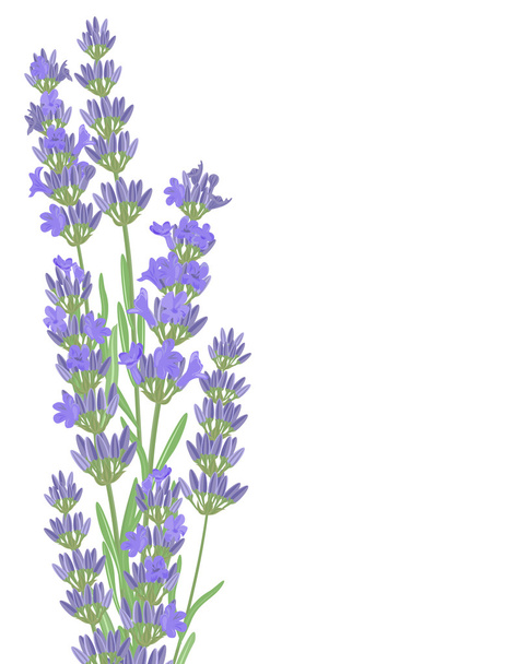 Branch of flowers of lavender. - Vettoriali, immagini
