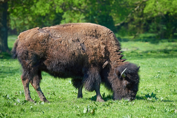 Bisonte-americano (Bisonte-bisão
) - Foto, Imagem