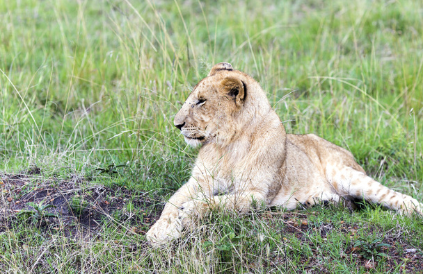 Beau jeune lionceau reposant sur l'herbe dans la savane
 - Photo, image