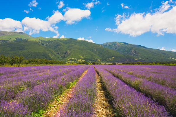 Meadow of lavender - Zdjęcie, obraz