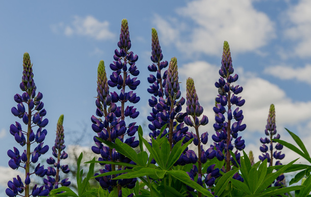 Isojen violettien lupiinien kenttä kaipaa sinistä taivasta
 - Valokuva, kuva