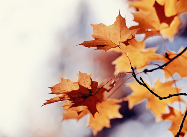 Гілки клена з осіннім листям
 - Фото, зображення