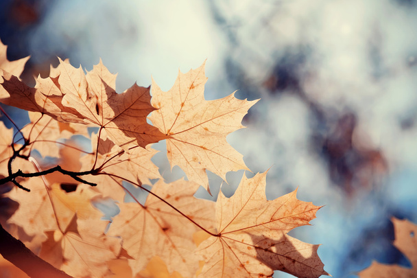 Осіннє кленове листя на гілці
 - Фото, зображення