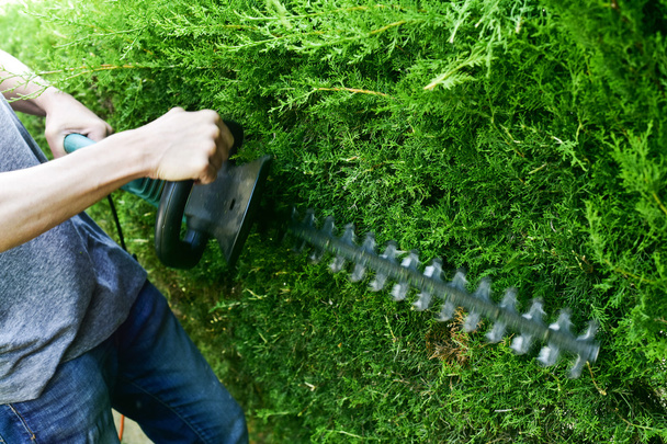 young man pruning a hedge - Photo, Image