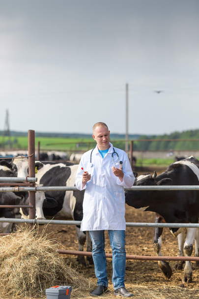 ветеринар на ферме коров
 - Фото, изображение