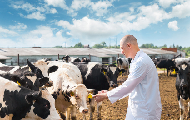 ветеринар на ферме коров
 - Фото, изображение